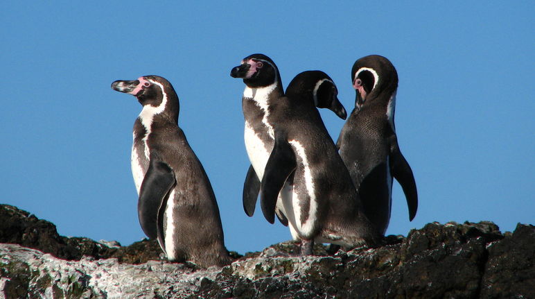 Pinguini Humboldt in Cile