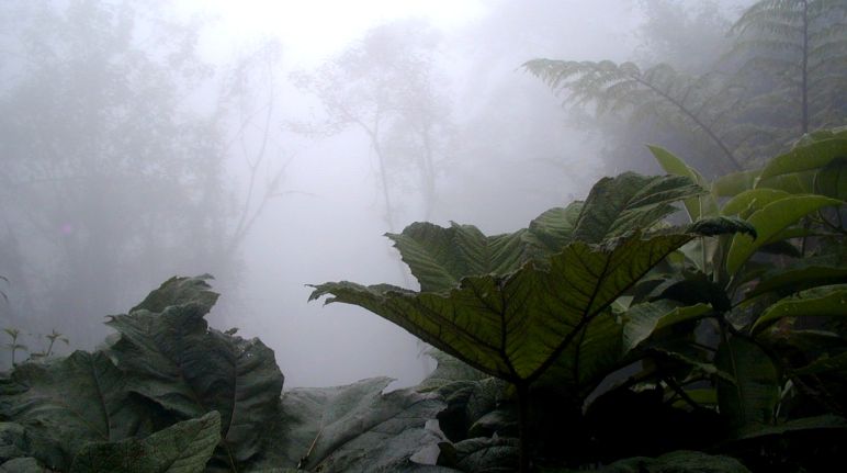 Le foreste nella parte nord dell'Ecuador sono minacciate dall'estrattivismo minerario Foresta di montagna nella regione di Intag, al nord dell'Ecuador