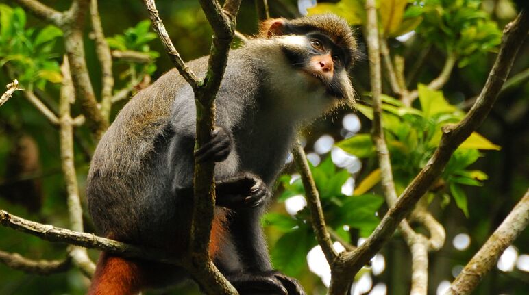 Cercopiteco dalle orecchie rosse nella foresta di Ebo in Camerun