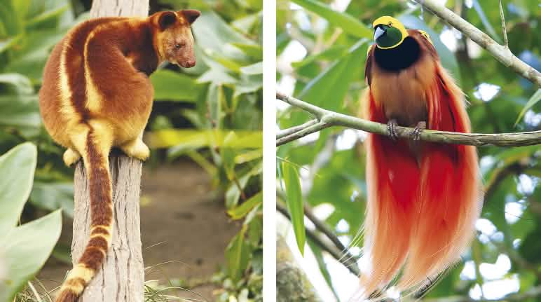 Canguro arboricolo e uccello del paradiso Biodiversità a Papua: Canguro arboricolo e uccello del paradiso