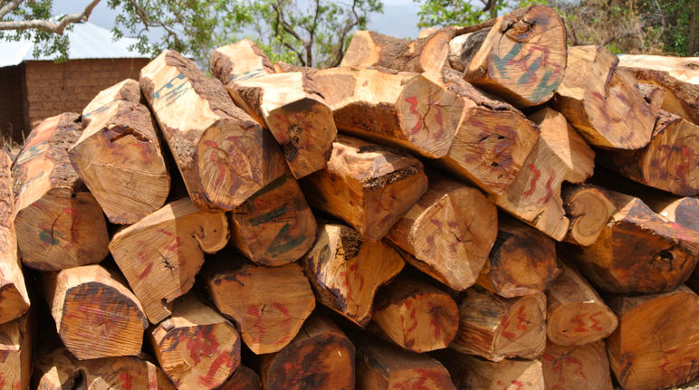 I legni pregiati sono tagliati illegalmente in Africa
