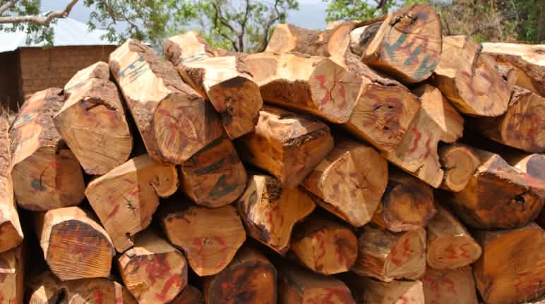 I legni pregiati sono tagliati illegalmente in Africa I legni pregiati sono tagliati illegalmente in Africa