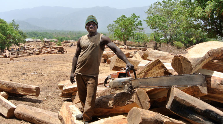 Un taglialegna posa con la motosega accanto ai tronchi di palissandro in Nigeria