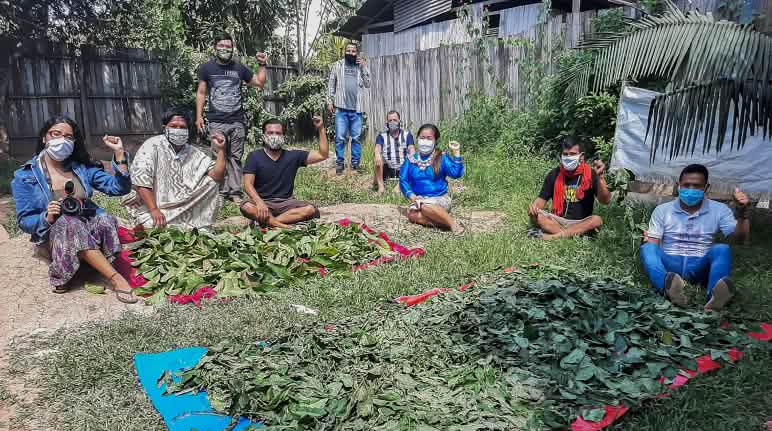 Gruppo Comando Matico Gruppo di indigeni mentre preparano piante per uso medicinale