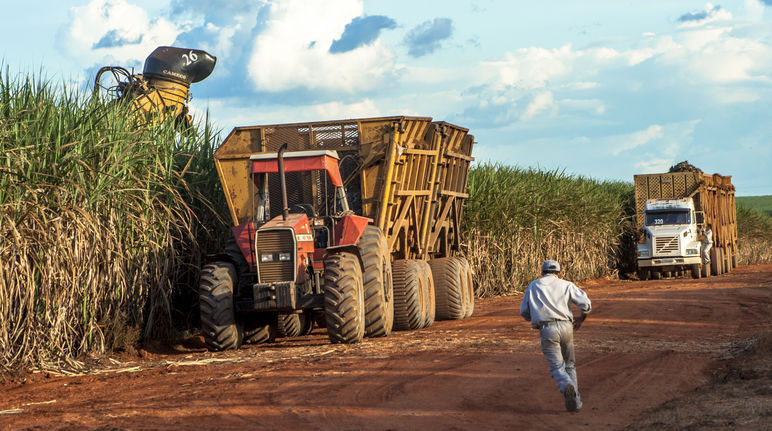 Raccolta della canna da zucchero in Brasile, Mato Grosso Raccolta della canna da zucchero in Mato Grosso (Brasile)