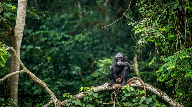 Un bonobo seduto sul ramo di un albero nella Repubblica Democratica del Congo