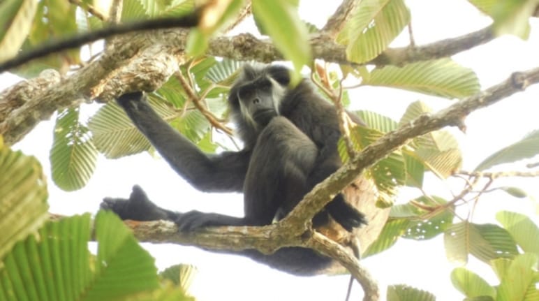 Langur dalla coda di maiale (Simias concolor)