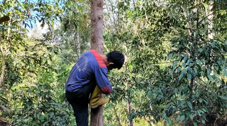 Le piantagioni industriali su larga scala sono dannose per le foreste, i piccoli agricoltori e le popolazioni indigene Albero del benzoino (Styrax benzoin) coltivato nel Nord Sumatra