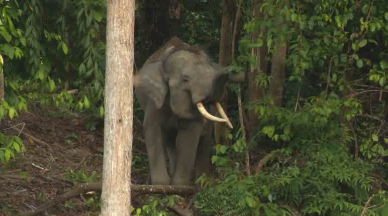 Solo otto elefanti di Sumatra vivono nella foresta di Sepintun Un elefante di Sumatra nella foresta