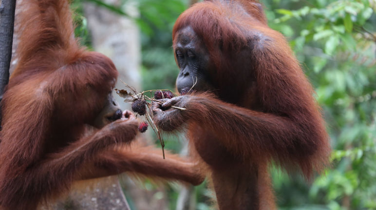 Gli oranghi hanno bisogno di foreste intatte orangutan