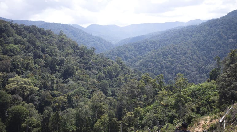 Fermiamo la miniera d'oro che minaccia le tigri di Sumatra!