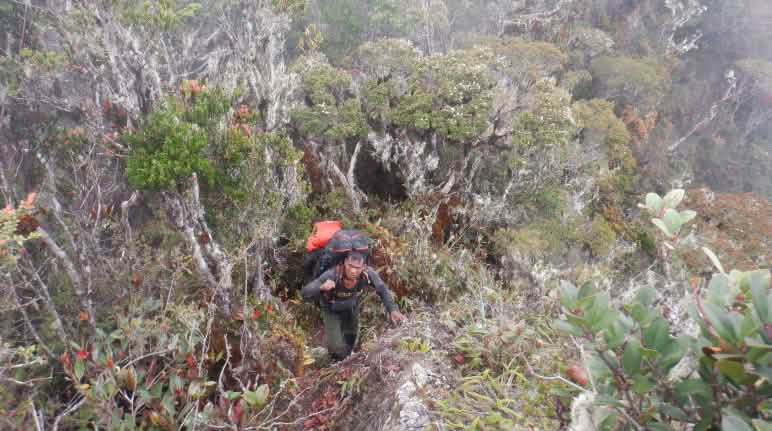 ll percorso di pattugliamento delle squadre di ranger conduce dalle paludi, attraverso la foresta pluviale, fino alle aspre regioni montane Un ranger con lo zaino in spalla su un terreno accidentato