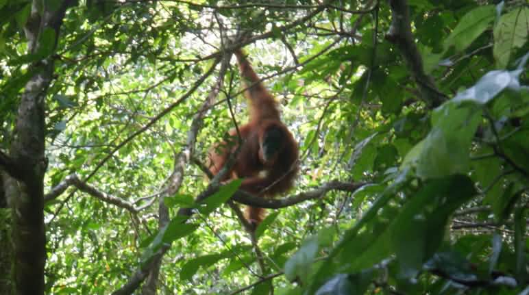 Gli alberi da frutto della nuova foresta attraggono sempre più oranghi Un orango su un albero