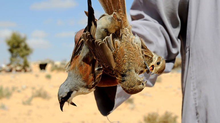 Egitto, caccia di uccelli