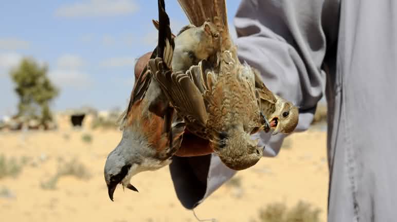 Uccelli catturati nelle reti Egitto, caccia di uccelli