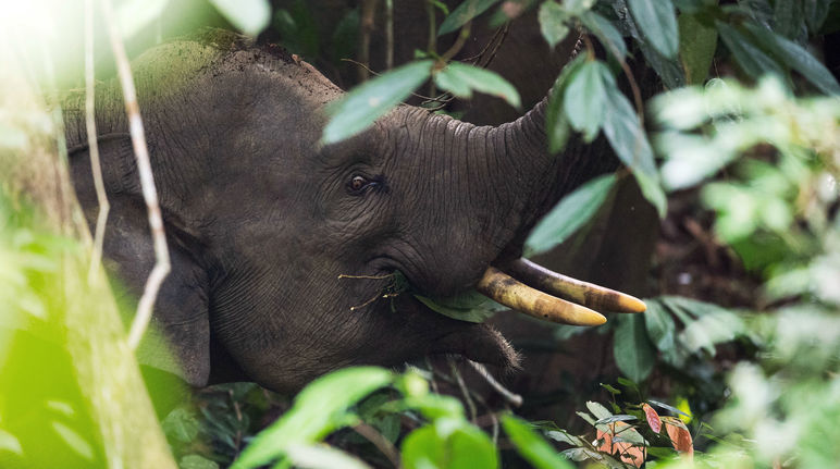 Elefante di Sumatra