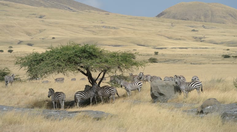Pochi alberi crescono naturalmente nelle savane, come qui in Tanzania. Branco di zebre sotto un albero nel mezzo della savana
