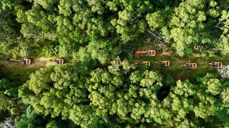 Gli escavatori del gruppo Jhonlin hanno iniziato a disboscare la foresta a Wanam
