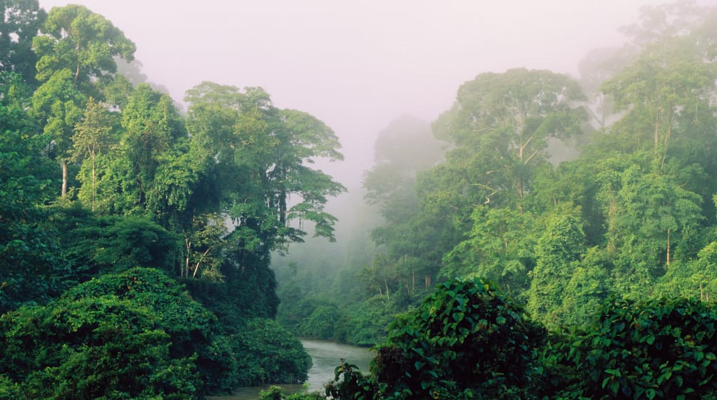 La biodiversità è particolarmente elevata ai tropici Un fiume scorre attraverso la foresta pluviale