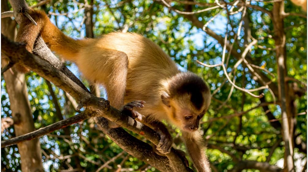 Scimmia cappuccina che si arrampica su un ramo