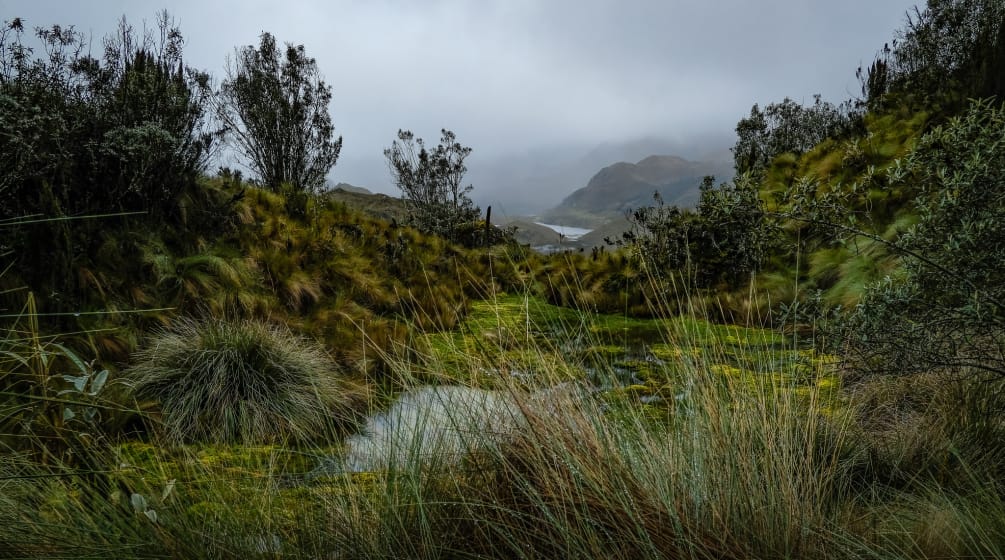 I páramos sono ecosistemi emblematici, fondamentali per l'acqua e sono minacciati dall'estrazione mineraria. Páramos nel Parco Nazionale di Cajas, Azuay, Ecuador