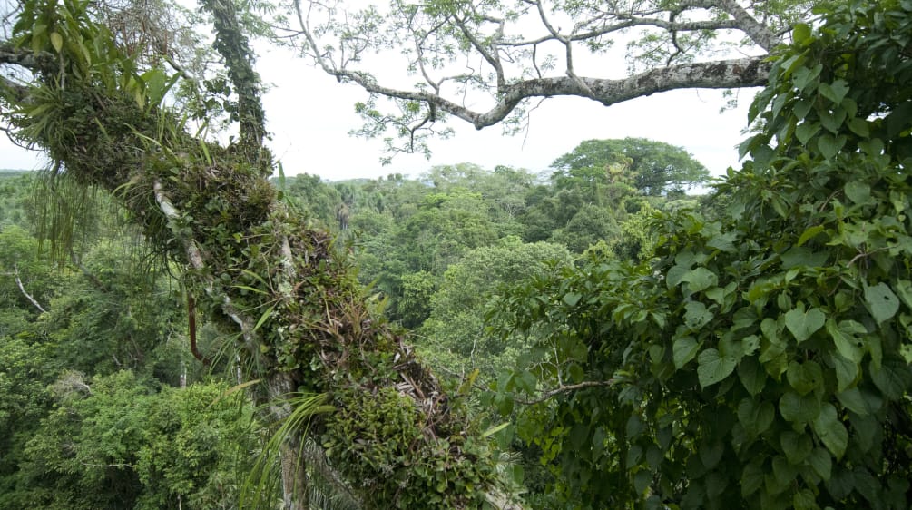 Parco nazionale di Yasuní in Ecuador