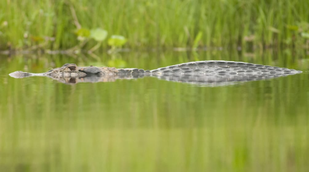 Caimano nero semisommerso in un fiume, Parco nazionale Yasuní