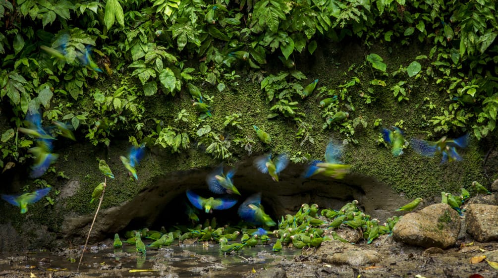 Pappagalli nel Parco Nazionale Yasuni