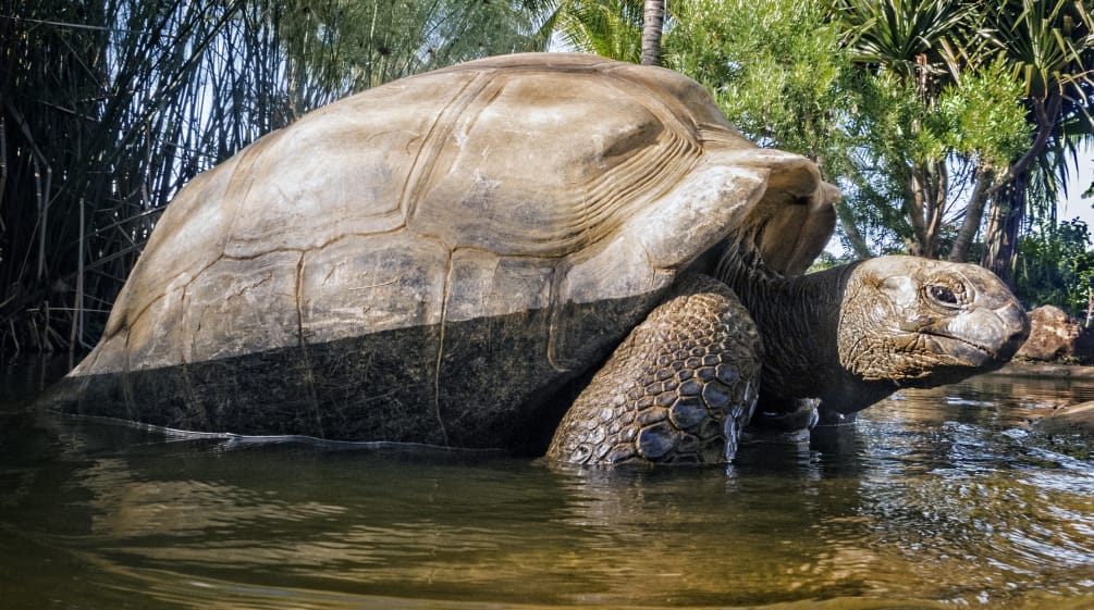 Migliaia di tartarughe giganti vivono sull'atollo di Aldabra Tartaruga gigante delle Seychelles (Aldabrachelys gigantea)