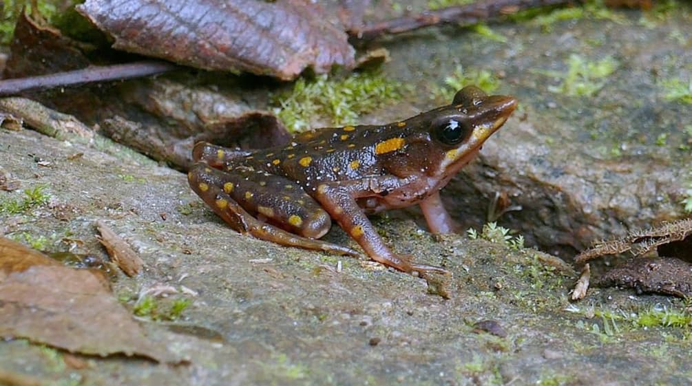 Rana Arlecchino dell'Ecuador (Atelopus longirostris)