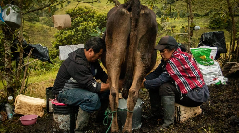 Due persone che mungono una mucca. Parrocchia di La Merced de Buenos Aires, Imbabura, Ecuador.