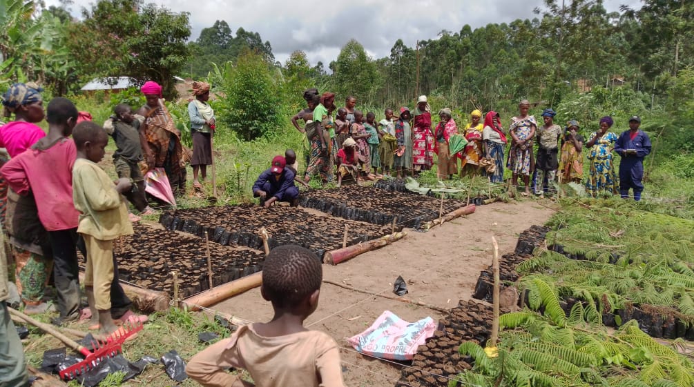 Le comunità coltivano alberi in un vivaio e li piantano per generare reddito.