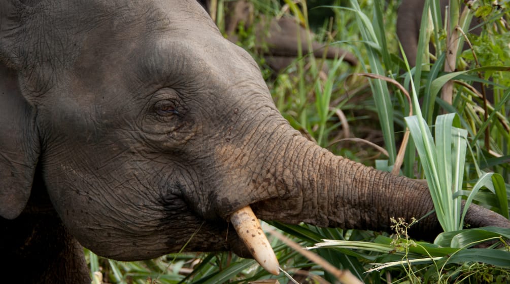 Elefante mentre mangia