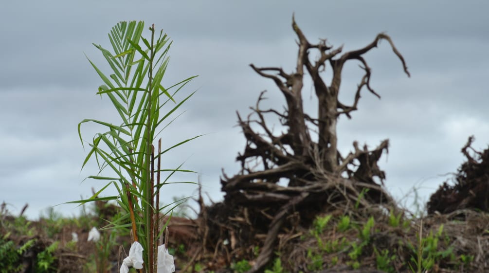 La foresta pluviale malese distrutta dall'espansione della palma da olio Una foresta di torba è stata disboscata per piantare olio di palma a Sarawak, in Malesia.
