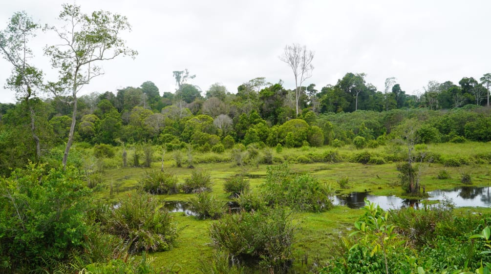 Palude di Singkil