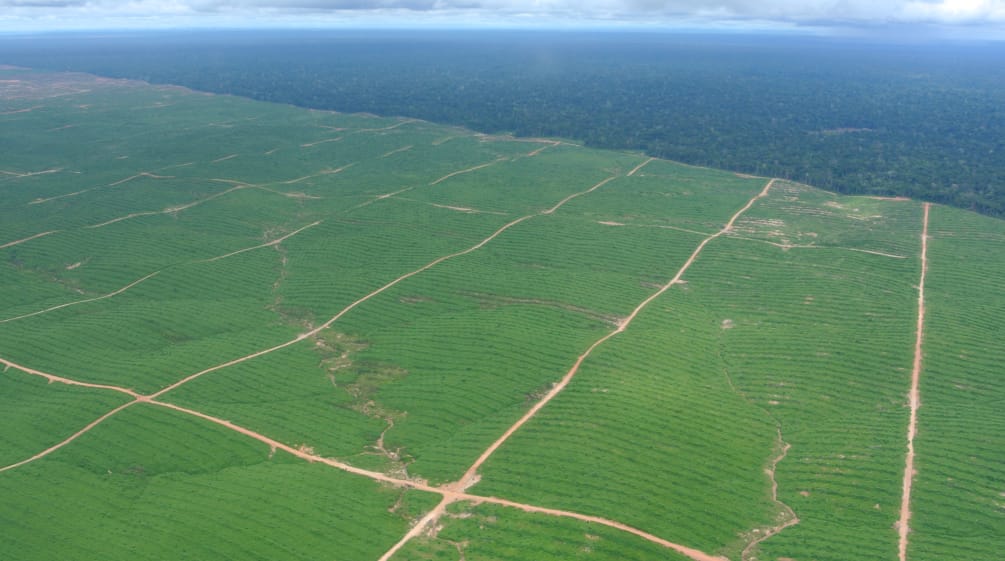 Piantagioni di palma da olio in Perù