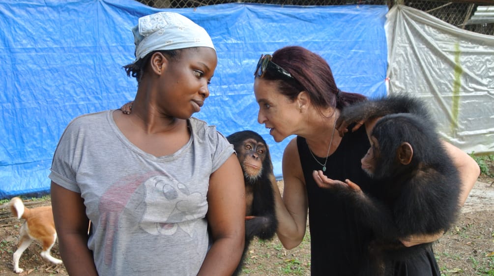 Jenny Desmond e il suo staff si prendono cura degli scimpanzé Rifugio per scimpanzé vicino a Monrovia, Liberia