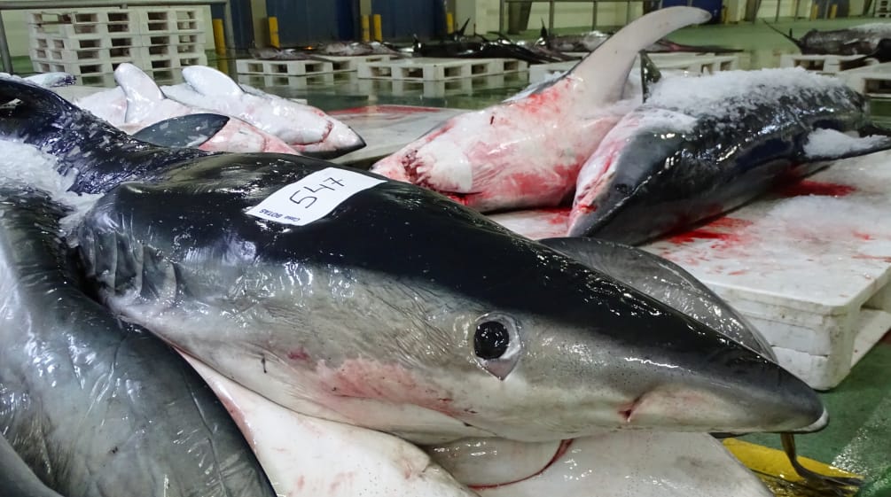Squali nel mercato del pesce di Vigo Squali morti in un mercato del pesce