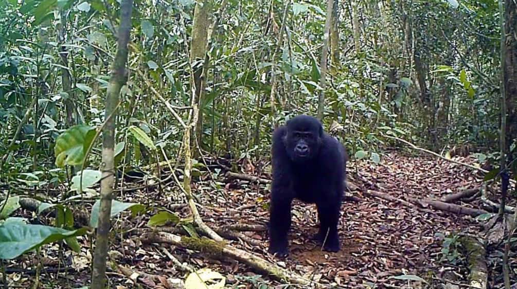 Gorilla nella foresta di Ebo, in Camerun Gorilla nella foresta di Ebo, in Camerun