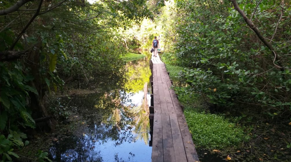 Passerella di legno in una foresta di mangrovie sull'isola di Cajual