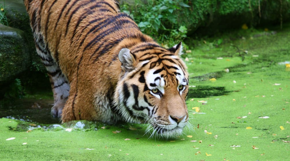 Una tigre vicino all'acqua