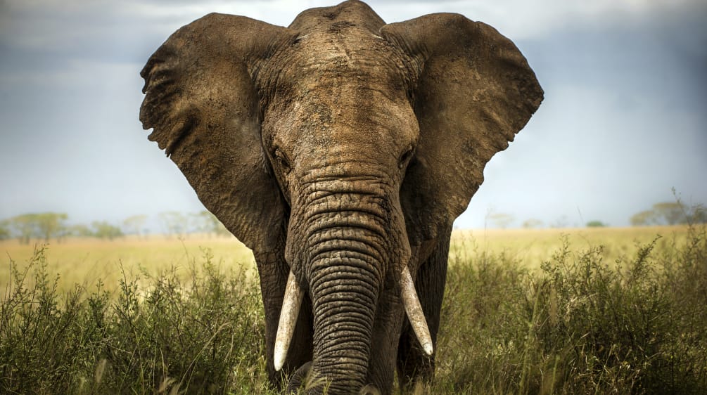 Elefante africano in una savana