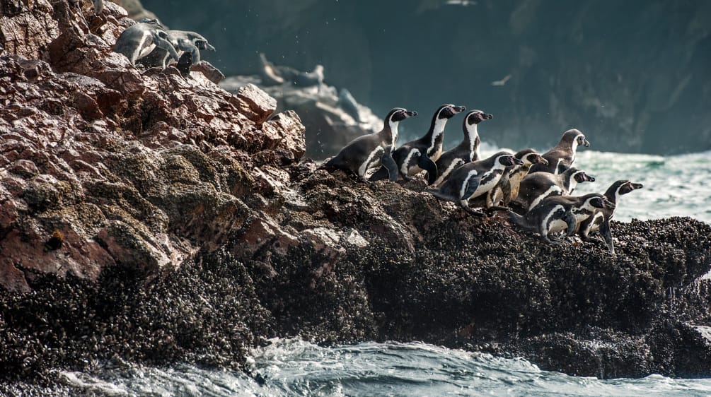 Pinguini di Humboldt su una costa rocciosa