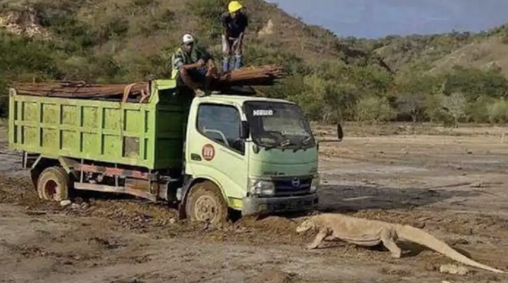Camion e drago di Komodo