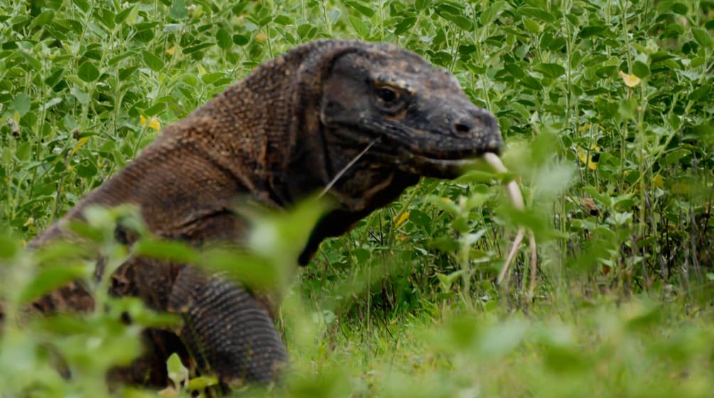 Drago di Komodo da vicino