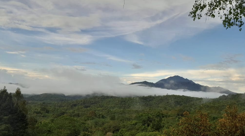 Vista sulla foresta pluviale e su una montagna