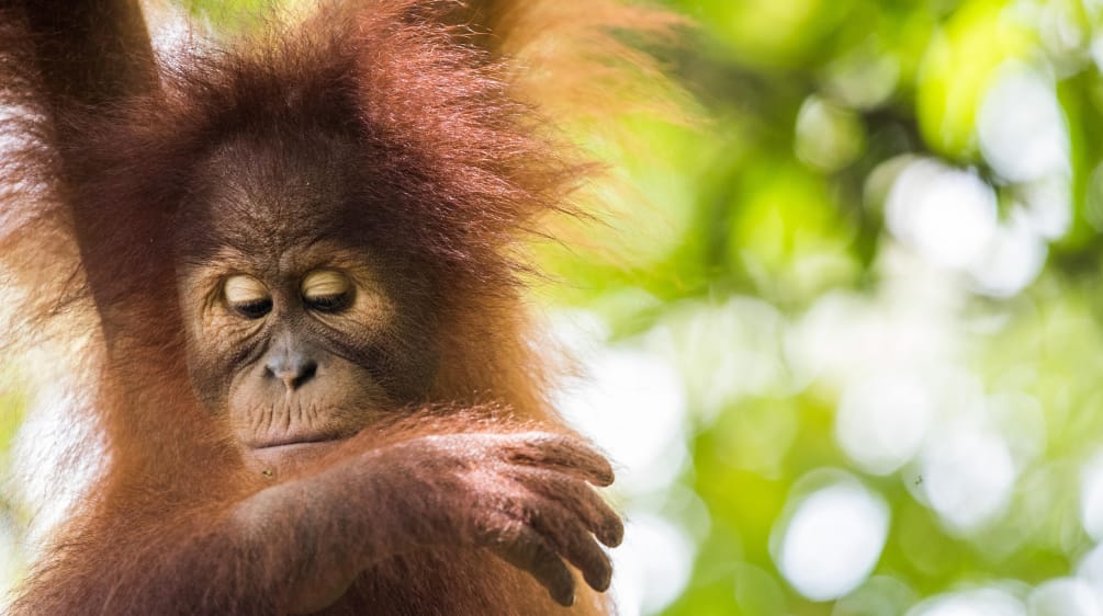 Orango di Sumatra (Pongo abelii)