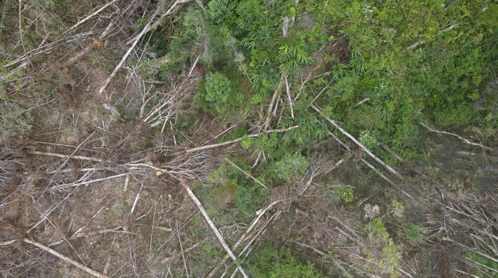 Deforestazione per la miniera di nichel PT Vale