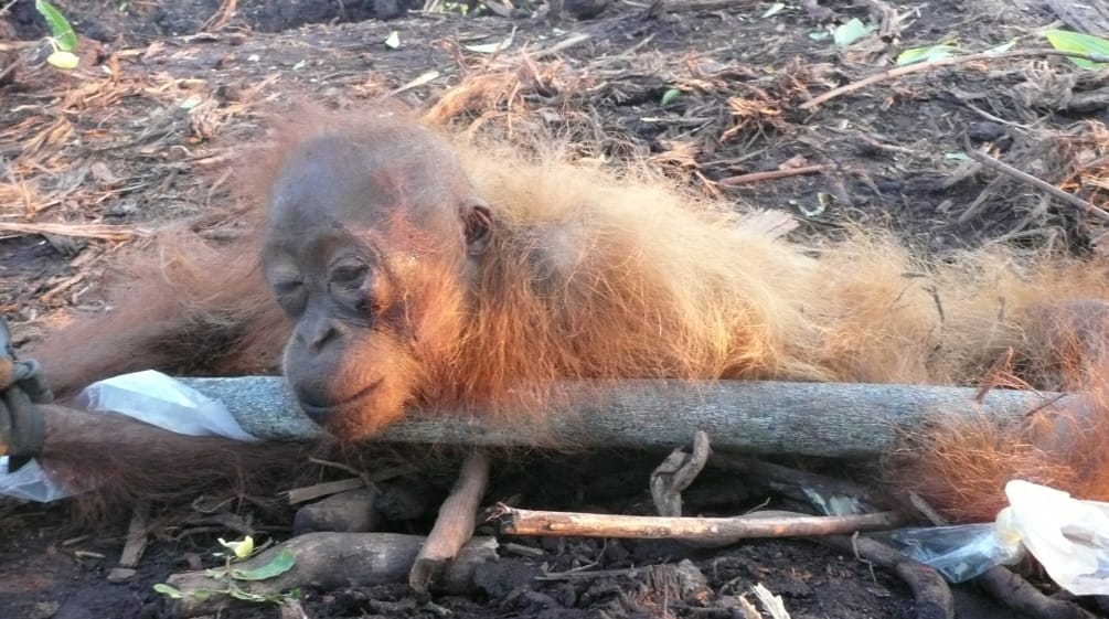 La deforestazione distrugge l'habitat di specie selvatiche, danneggia il clima globale e crea spazi a rischio per il propagarsi di nuove pandemie di origine animale Un piccolo orango stremato in una pintagione di plama da olio