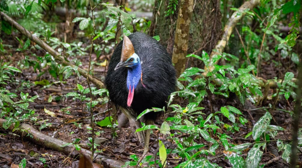 Casuario dall'elmo nella foresta di Daintree in Australia